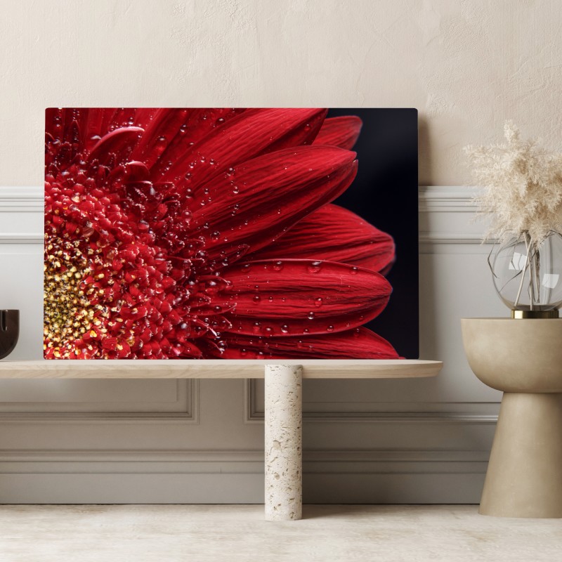 Leinwandbild rote gerbera makro mit wassertropfen – Wallnifity® Leinwandbild rote gerbera makro mit wassertropfen – Wallnifity®