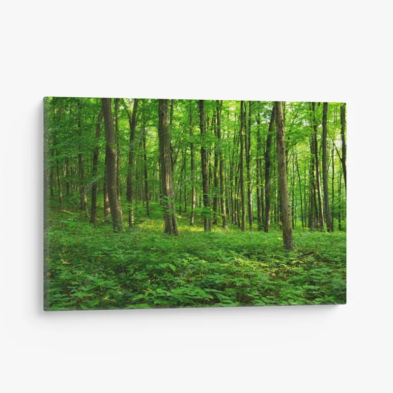 Leinwandbild tropisches palmendach unter türkisfarbenem himmel – Wallnifity®