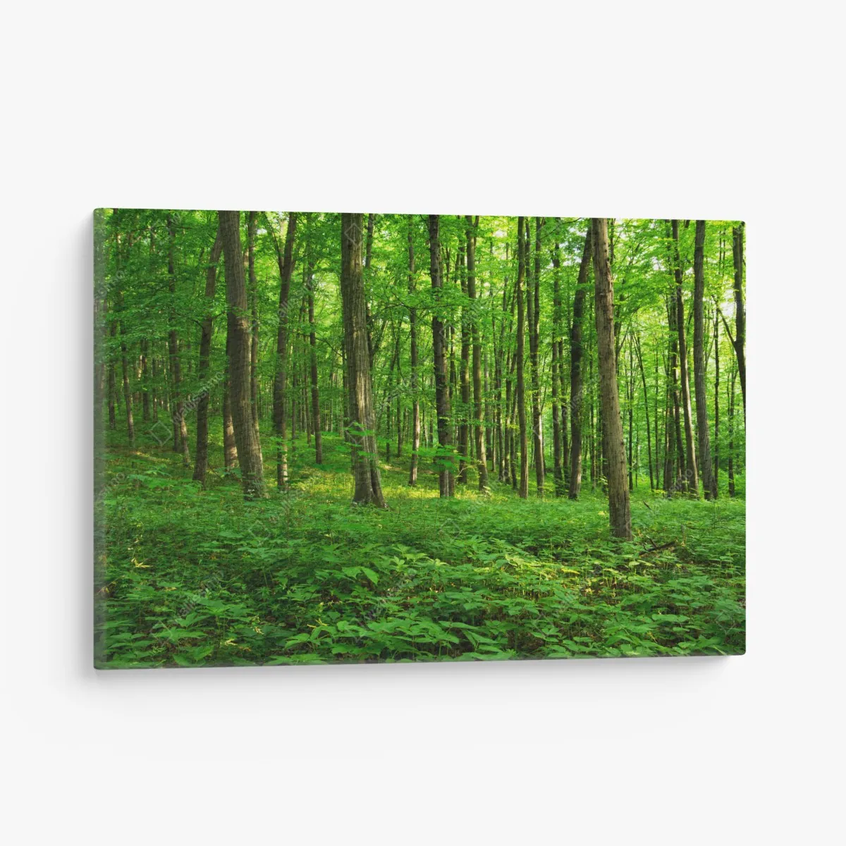 Leinwandbild sonniger grüner wald im frühling – Wallnifity® Leinwandbild sonniger grüner wald im frühling – Wallnifity®