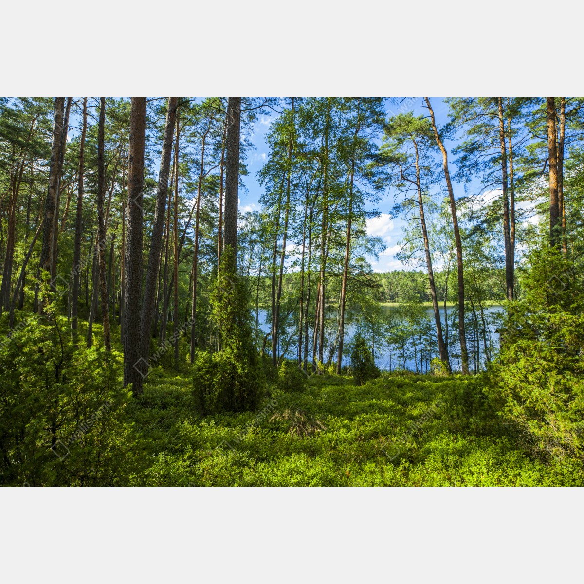 Leinwandbild ruhiger kiefernwald am see – Wallnifity® Leinwandbild ruhiger kiefernwald am see – Wallnifity®