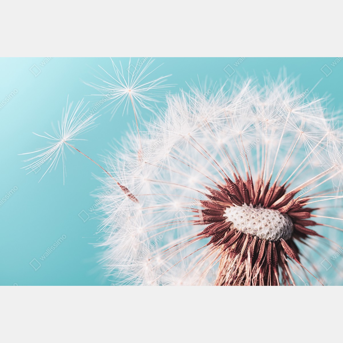 Leinwandbild zarter löwenzahn vor türkisfarbenem hintergrund – Wallnifity® Leinwandbild zarter löwenzahn vor türkisfarbenem hintergrund – Wallnifity®