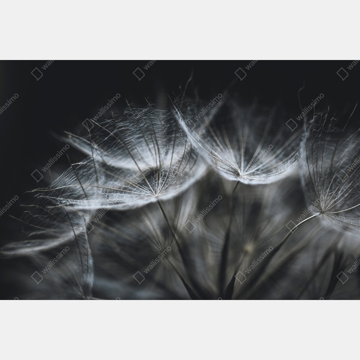 Leinwandbild zarte löwenzahnsamen in monochrom – Wallnifity® Leinwandbild zarte löwenzahnsamen in monochrom – Wallnifity®