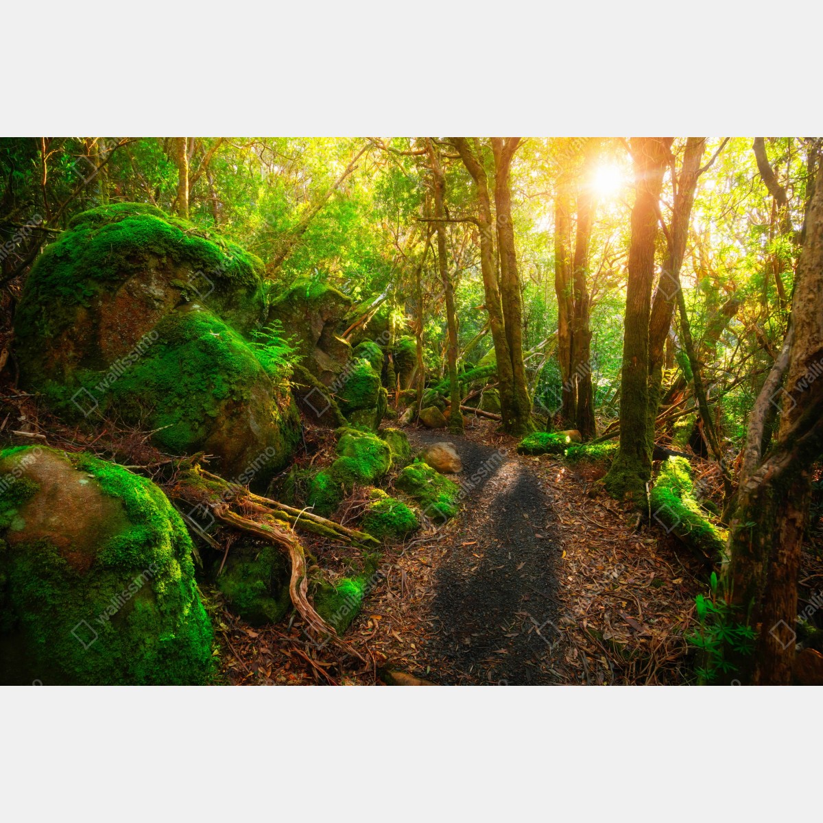 Leinwandbild sonniger pfad im regenwald der Tasman-Halbinsel, Tasmanien – Wallnifity® Leinwandbild sonniger pfad im regenwald der Tasman-Halbinsel, Tasmanien – Wallnifity®