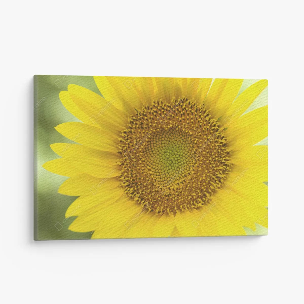 Leinwandbild leuchtende nahaufnahme sonnenblume – Wallnifity® Leinwandbild leuchtende nahaufnahme sonnenblume – Wallnifity®