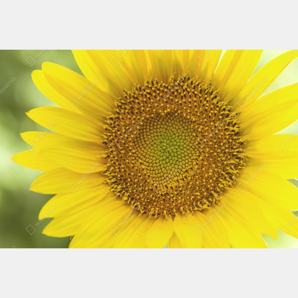 Leinwandbild leuchtende nahaufnahme sonnenblume – Wallnifity® Leinwandbild leuchtende nahaufnahme sonnenblume – Wallnifity®