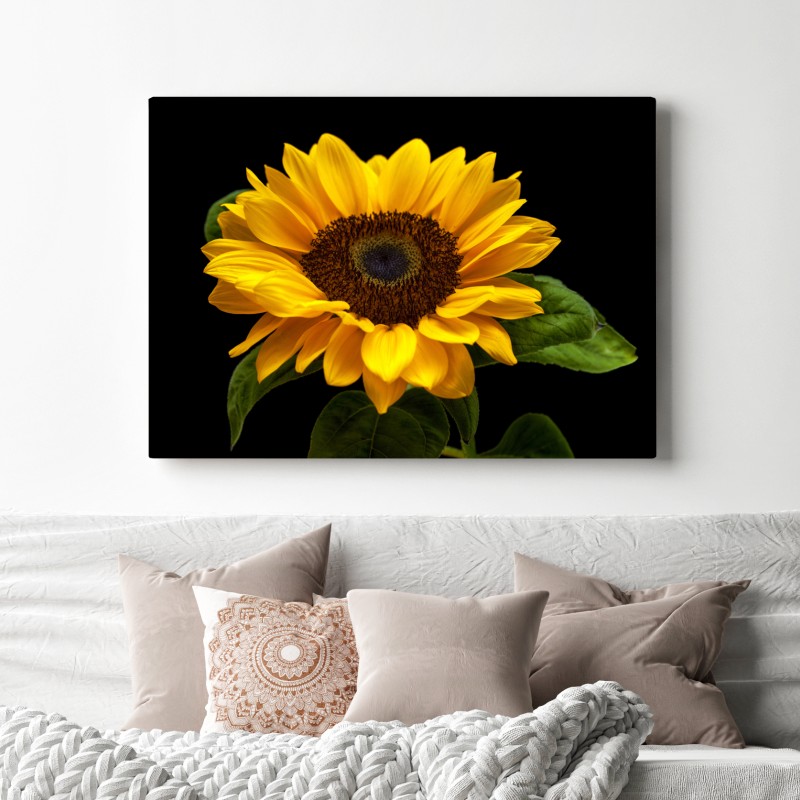 Leinwandbild leuchtende sonnenblume auf schwarzem hintergrund – Wallnifity® Leinwandbild leuchtende sonnenblume auf schwarzem hintergrund – Wallnifity®