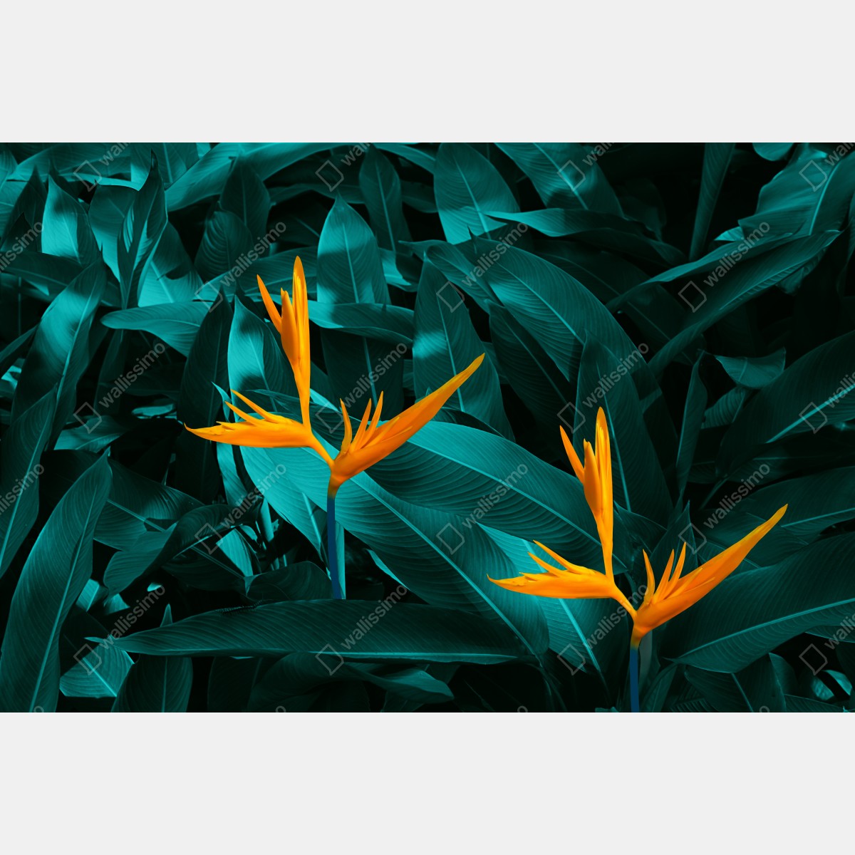 Leinwandbild tropische strelitzie auf türkisfarbenen blättern – Wallnifity® Leinwandbild tropische strelitzie auf türkisfarbenen blättern – Wallnifity®