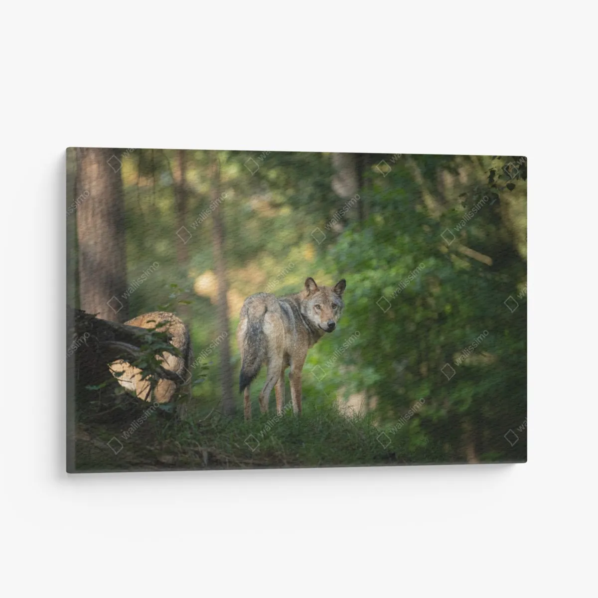 Leinwandbild wolf auf der lichtung im wald – Wallnifity® Leinwandbild wolf auf der lichtung im wald – Wallnifity®