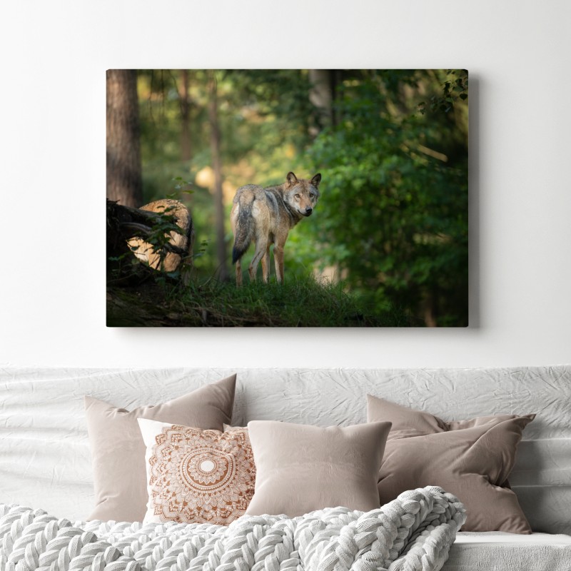 Leinwandbild wolf auf der lichtung im wald – Wallnifity® Leinwandbild wolf auf der lichtung im wald – Wallnifity®