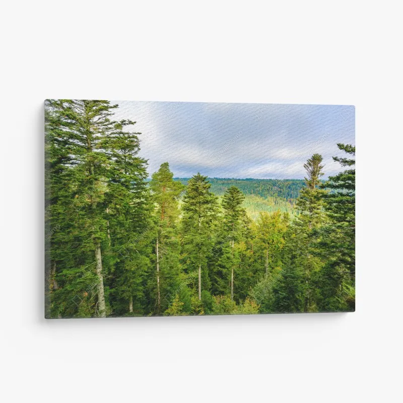 Leinwandbild moosiger alter waldpfad – Wallnifity®