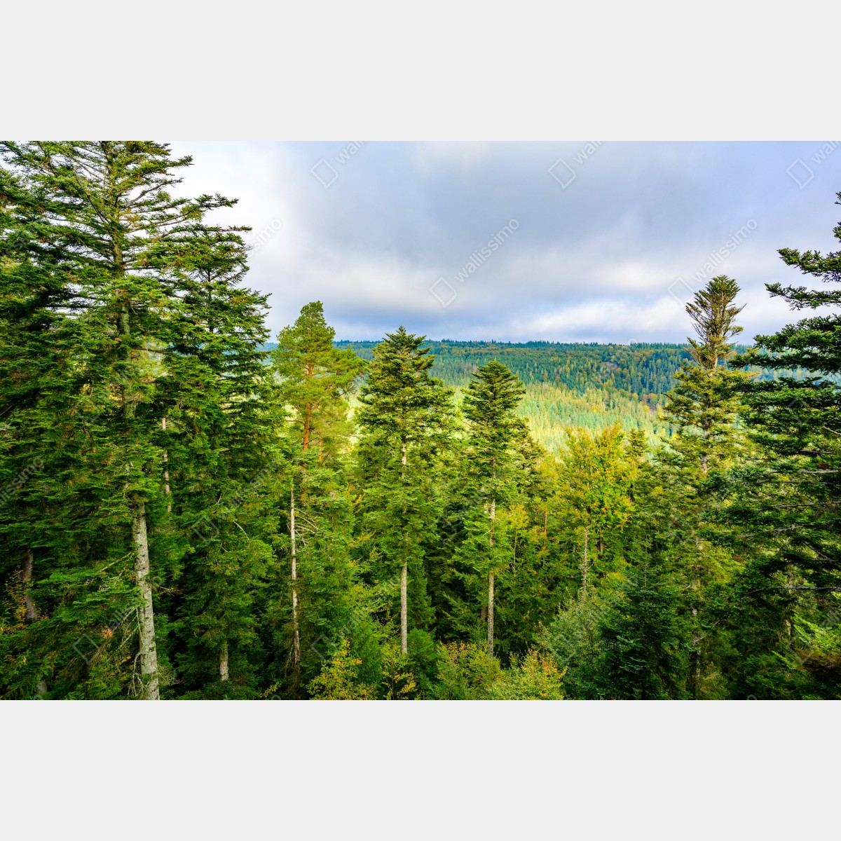 Leinwandbild Schwarzwald herbstliche waldlandschaft – Wallnifity® Leinwandbild Schwarzwald herbstliche waldlandschaft – Wallnifity®