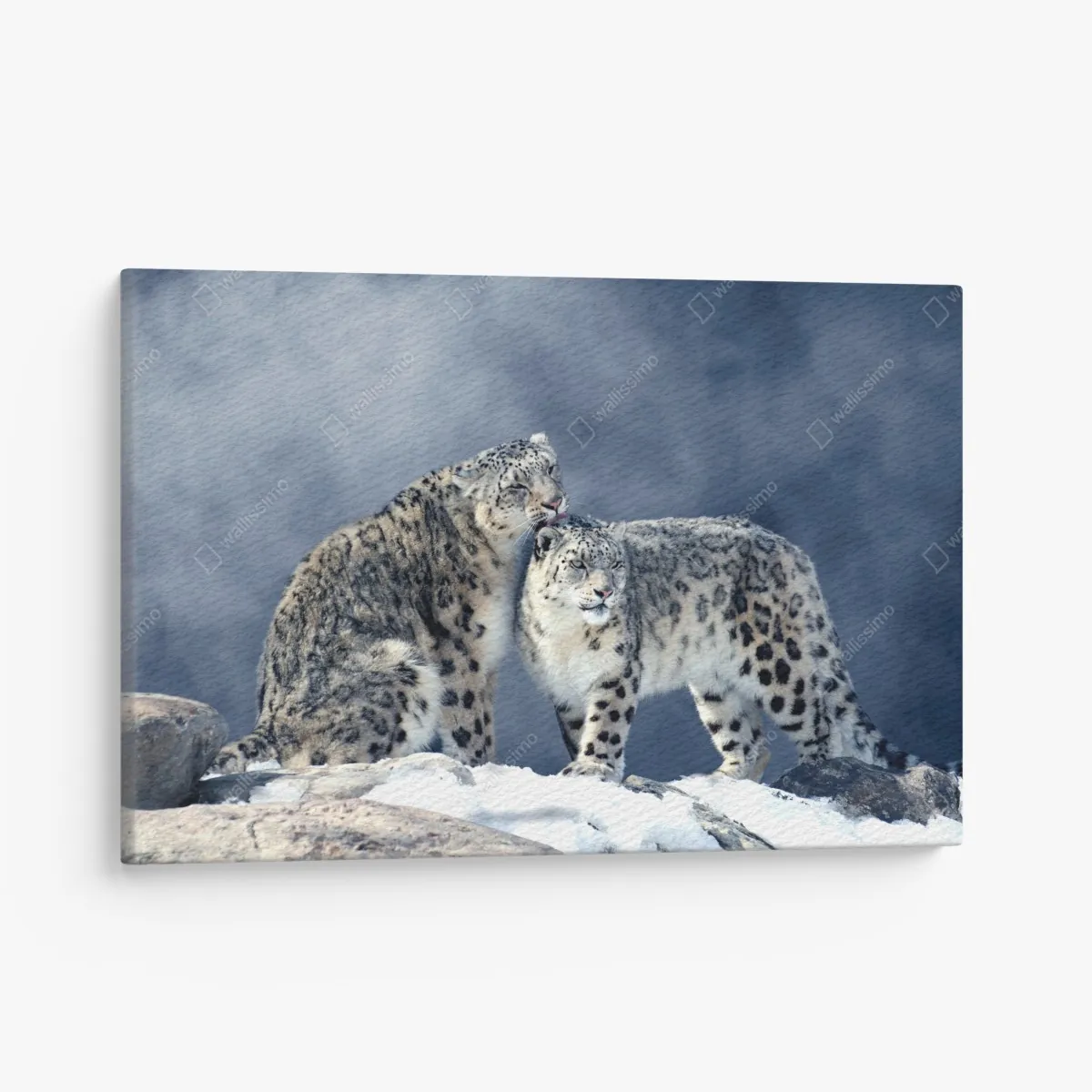 Leinwandbild majestätische schneeleoparden im winter – Wallnifity® Leinwandbild majestätische schneeleoparden im winter – Wallnifity®