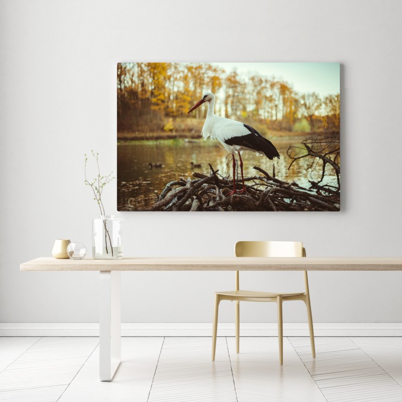 Leinwandbild weißer storch am herbstlichen see – Wallnifity® Leinwandbild weißer storch am herbstlichen see – Wallnifity®