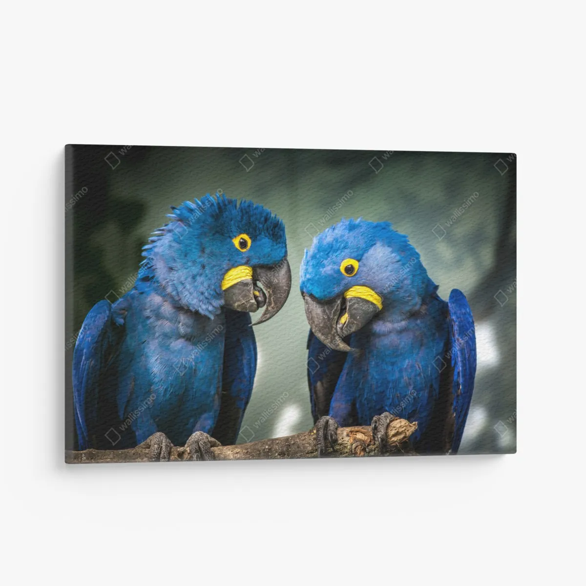 Leinwandbild paar blauer aras - nahaufnahme – Wallnifity® Leinwandbild paar blauer aras - nahaufnahme – Wallnifity®