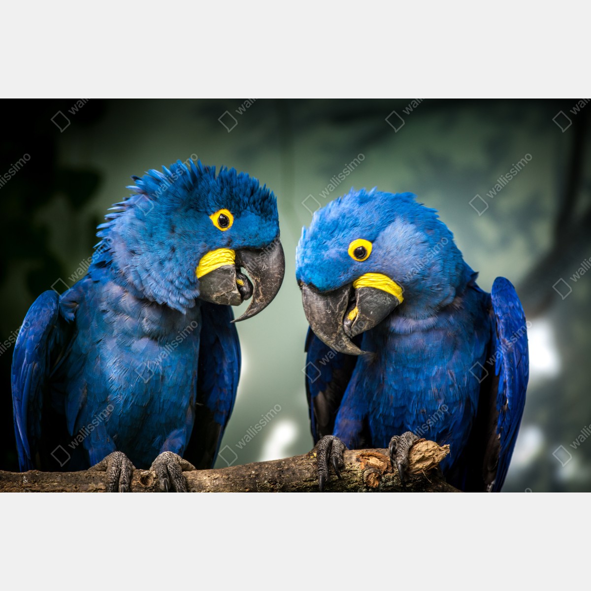 Leinwandbild paar blauer aras - nahaufnahme – Wallnifity® Leinwandbild paar blauer aras - nahaufnahme – Wallnifity®