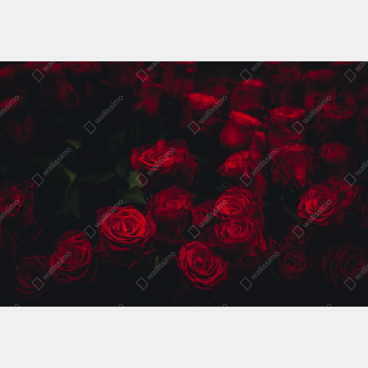 Leinwandbild dunkler rosenstrauß – Wallnifity®