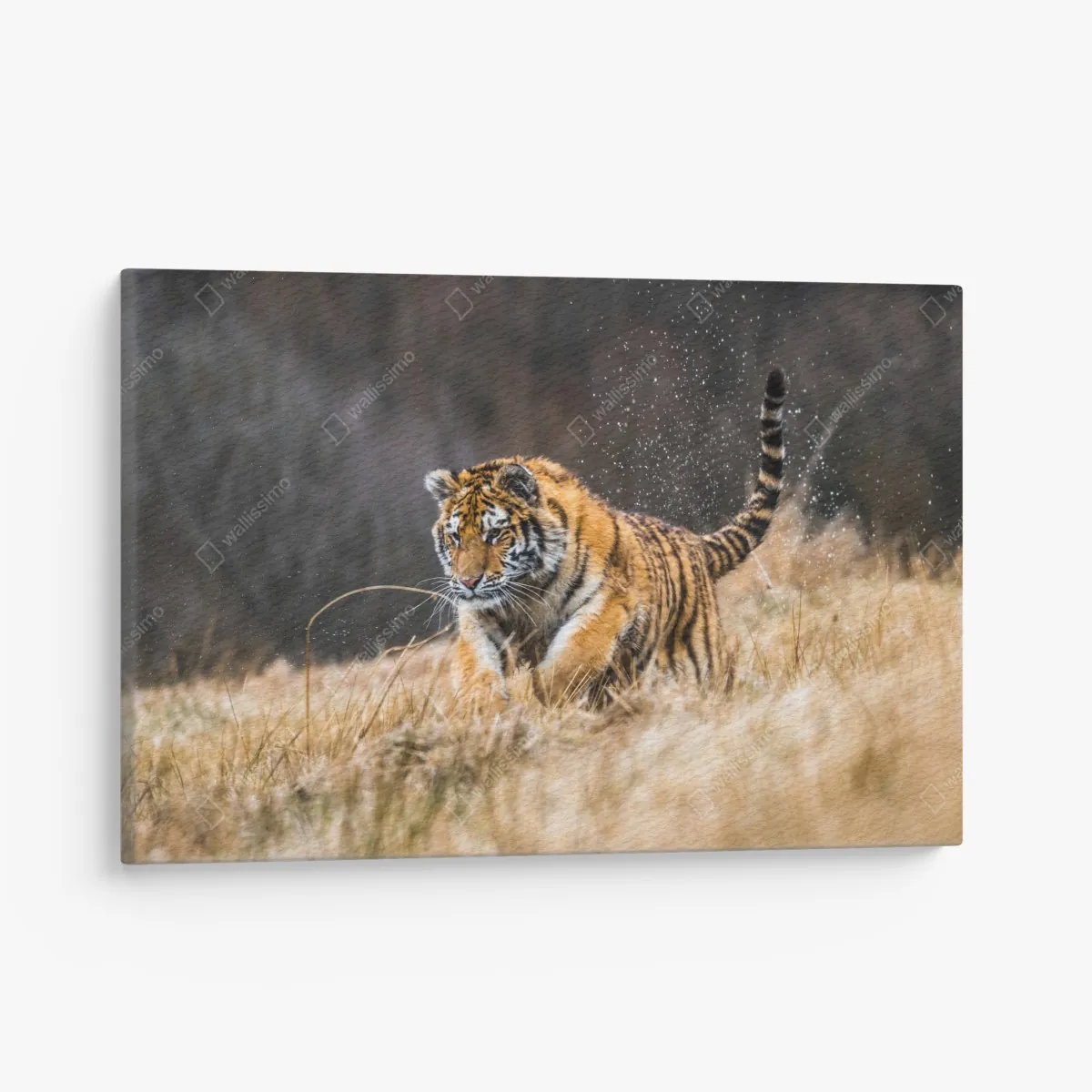 Leinwandbild sibirischer tiger in bewegung – Wallnifity® Leinwandbild sibirischer tiger in bewegung – Wallnifity®