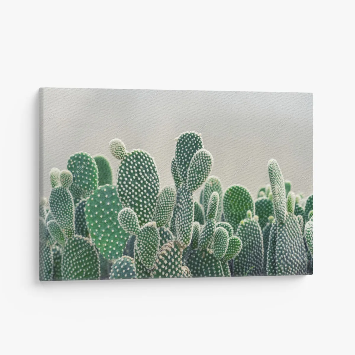 Leinwandbild nahaufnahme eines opuntienkaktus – Wallnifity® Leinwandbild nahaufnahme eines opuntienkaktus – Wallnifity®