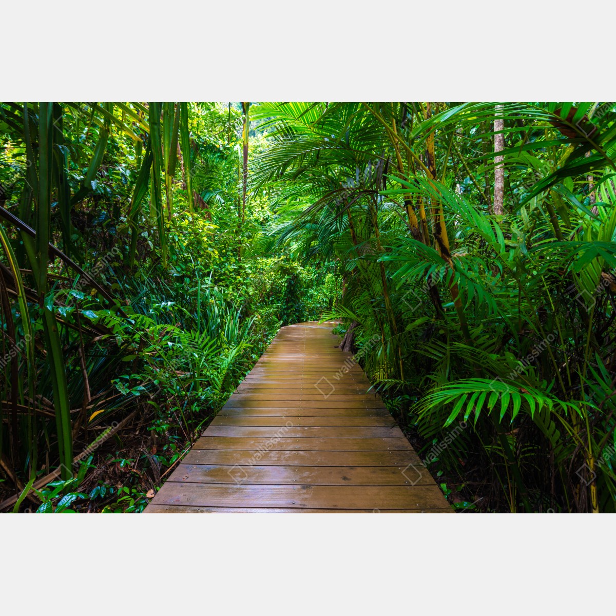 Leinwandbild mangrovensteg durch üppigen grünen dschungel – Wallnifity® Leinwandbild mangrovensteg durch üppigen grünen dschungel – Wallnifity®