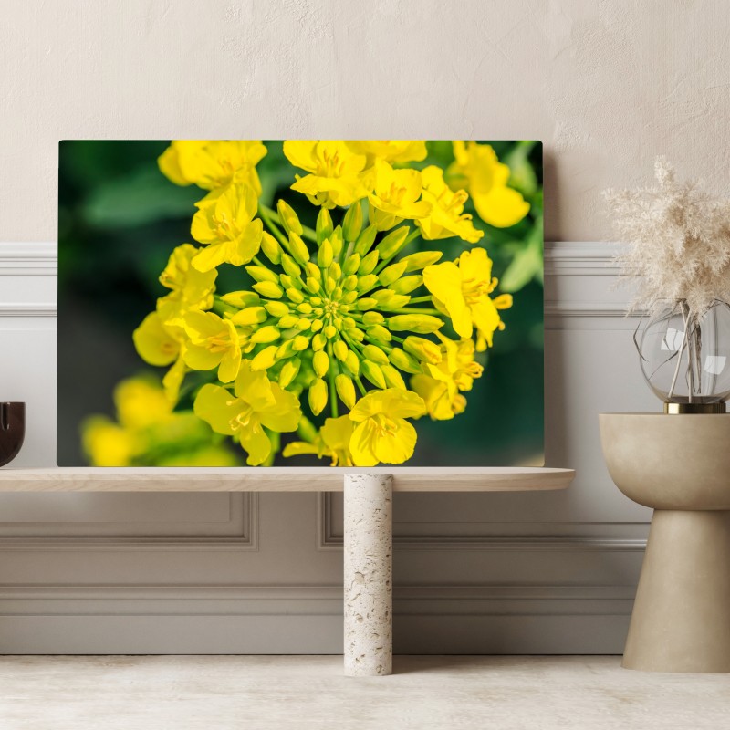 Leinwandbild lebhafte gelbe rapsblüte im nahen makro – Wallnifity® Leinwandbild lebhafte gelbe rapsblüte im nahen makro – Wallnifity®