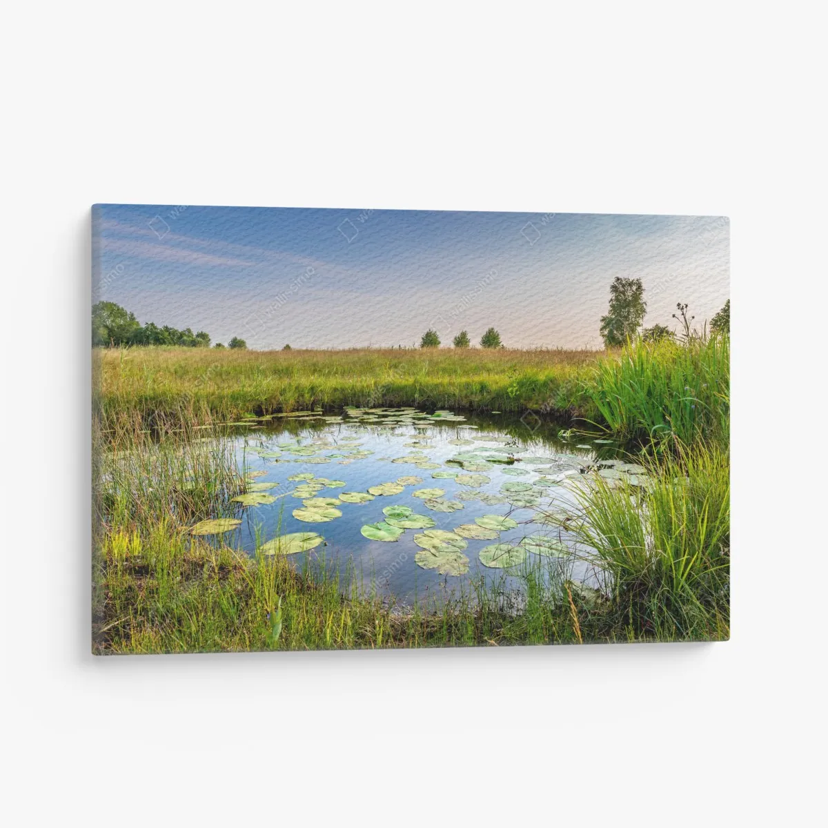 Leinwandbild ruhiger seerosen-teich in der wiese – Wallnifity® Leinwandbild ruhiger seerosen-teich in der wiese – Wallnifity®