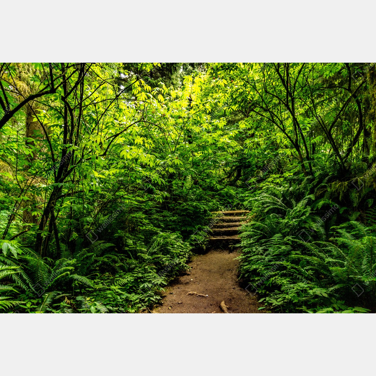 Leinwandbild üppiger waldpfad – Wallnifity®