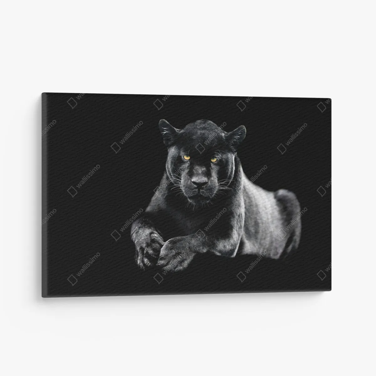 Leinwandbild porträt eines schwarzen panthers vor schwarzem hintergrund – Wallnifity® Leinwandbild porträt eines schwarzen panthers vor schwarzem hintergrund – Wallnifity®