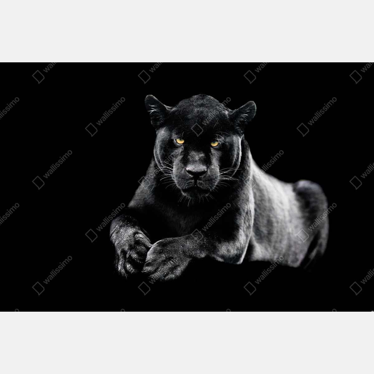 Leinwandbild porträt eines schwarzen panthers vor schwarzem hintergrund – Wallnifity® Leinwandbild porträt eines schwarzen panthers vor schwarzem hintergrund – Wallnifity®