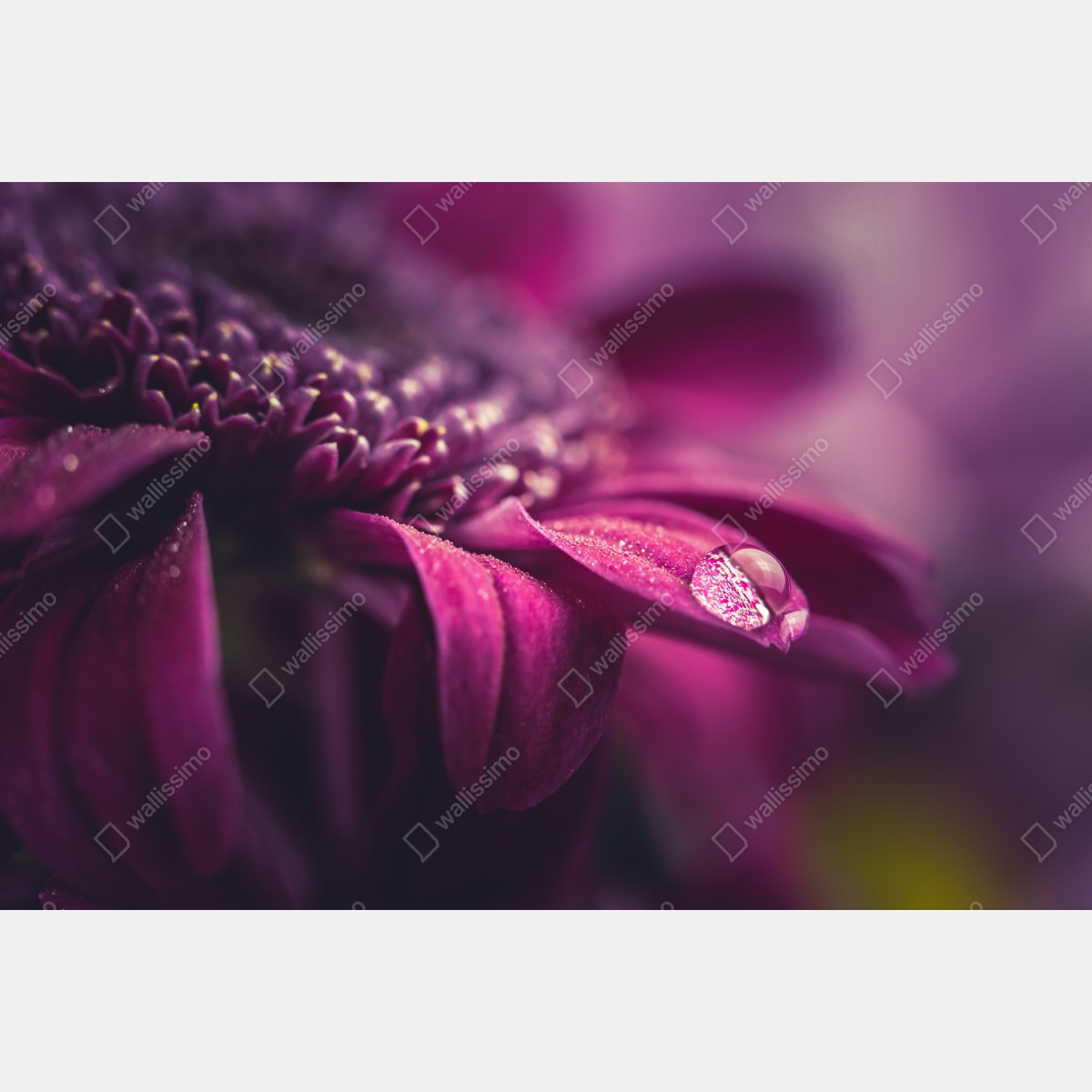 Leinwandbild lila makroblüte mit tautropfen – Wallnifity® Leinwandbild lila makroblüte mit tautropfen – Wallnifity®