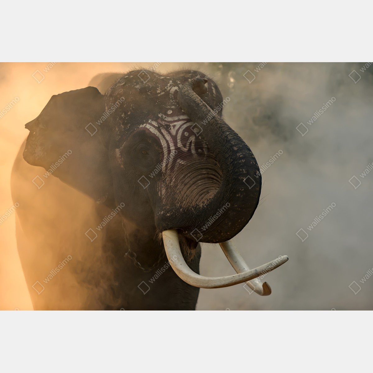 Leinwandbild majestätischer Thai-elefant mit stoßzähnen – Wallnifity® Leinwandbild majestätischer Thai-elefant mit stoßzähnen – Wallnifity®