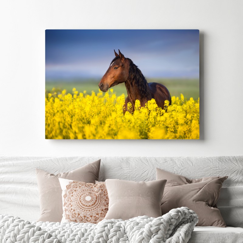 Leinwandbild braunes pferd im gelben rapsfeld – Wallnifity® Leinwandbild braunes pferd im gelben rapsfeld – Wallnifity®