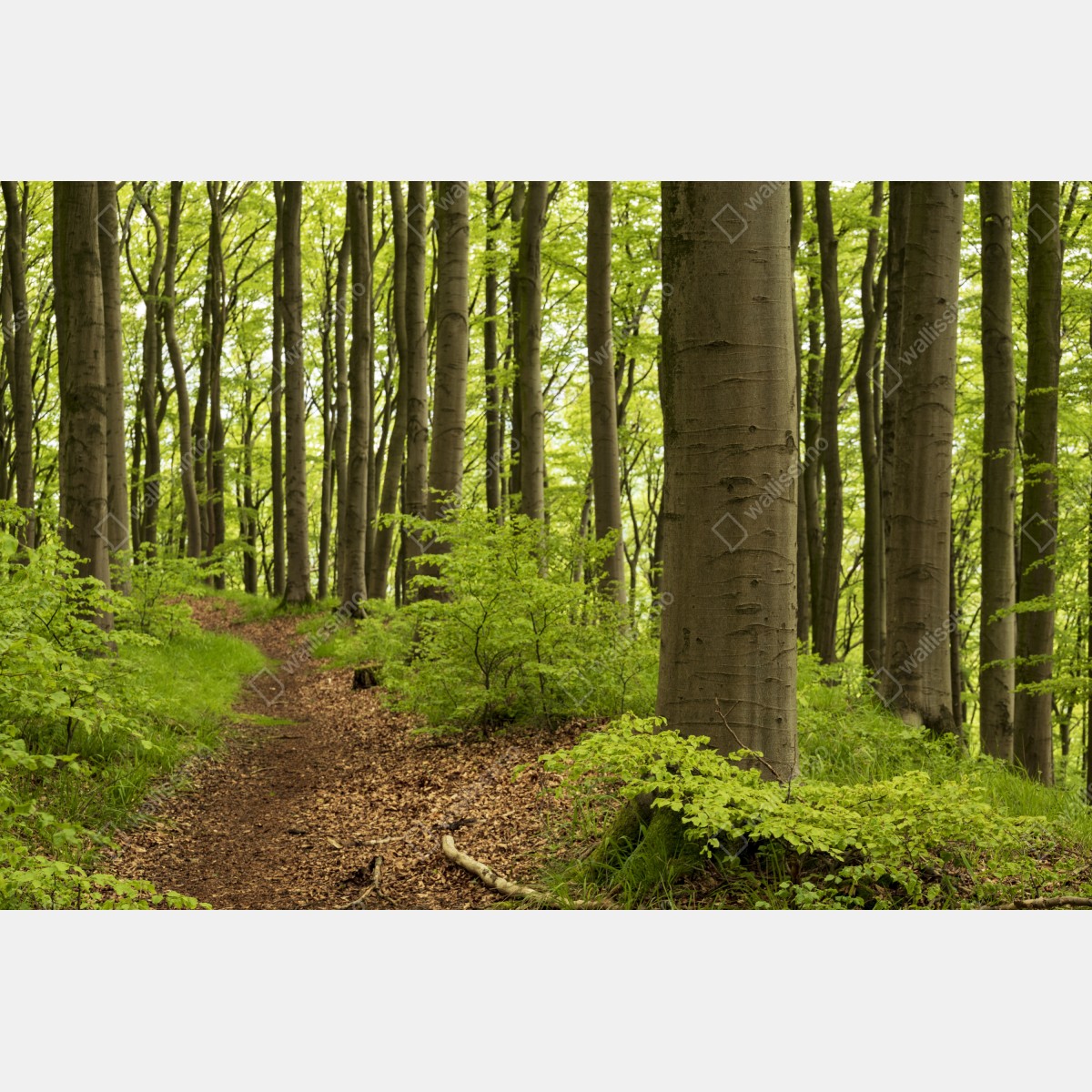 Leinwandbild ruhiger grüner waldweg – Wallnifity® Leinwandbild ruhiger grüner waldweg – Wallnifity®