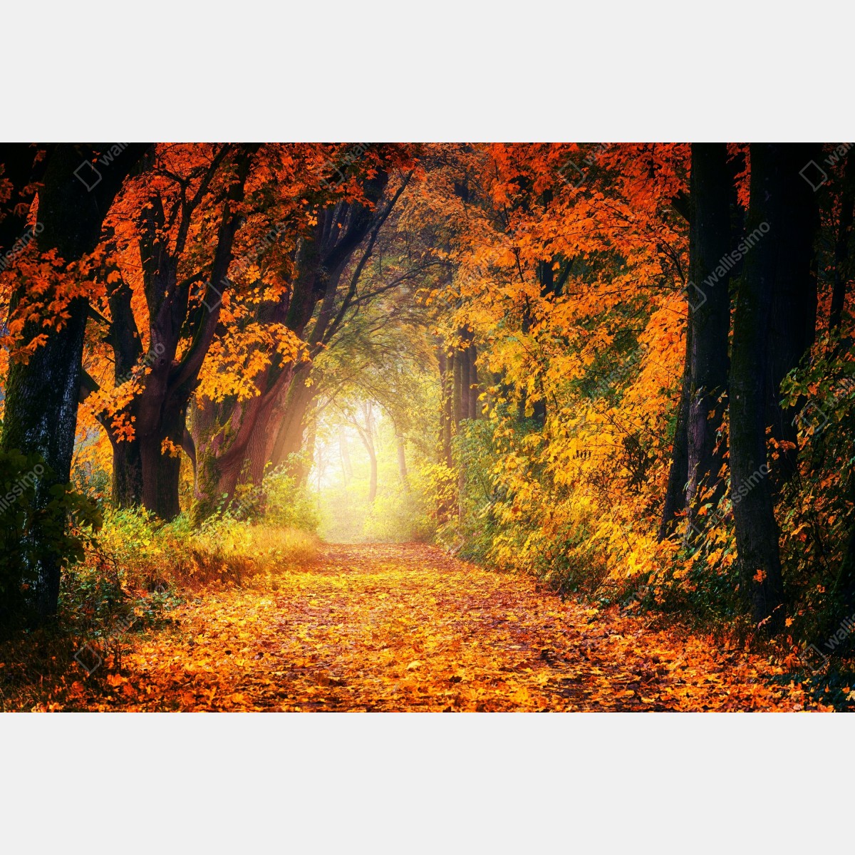 Leinwandbild herbstlicher waldpfad im goldenen licht – Wallnifity® Leinwandbild herbstlicher waldpfad im goldenen licht – Wallnifity®