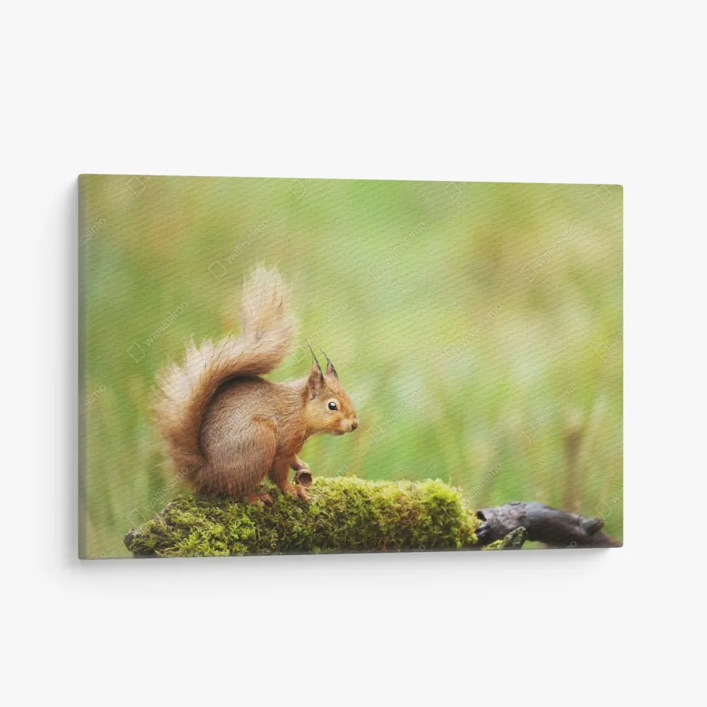 Leinwandbild rotes eichhörnchen auf moosigem stamm – Wallnifity® Leinwandbild rotes eichhörnchen auf moosigem stamm – Wallnifity®