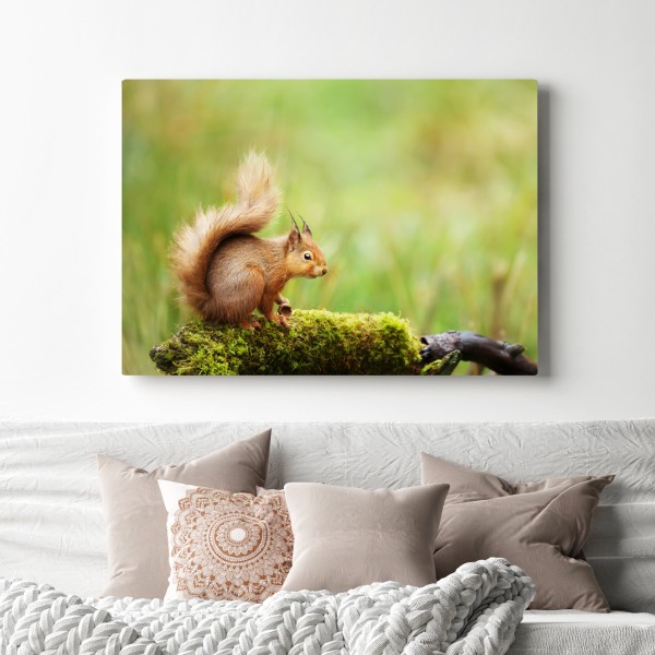 Leinwandbild rotes eichhörnchen auf moosigem stamm – Wallnifity® Leinwandbild rotes eichhörnchen auf moosigem stamm – Wallnifity®