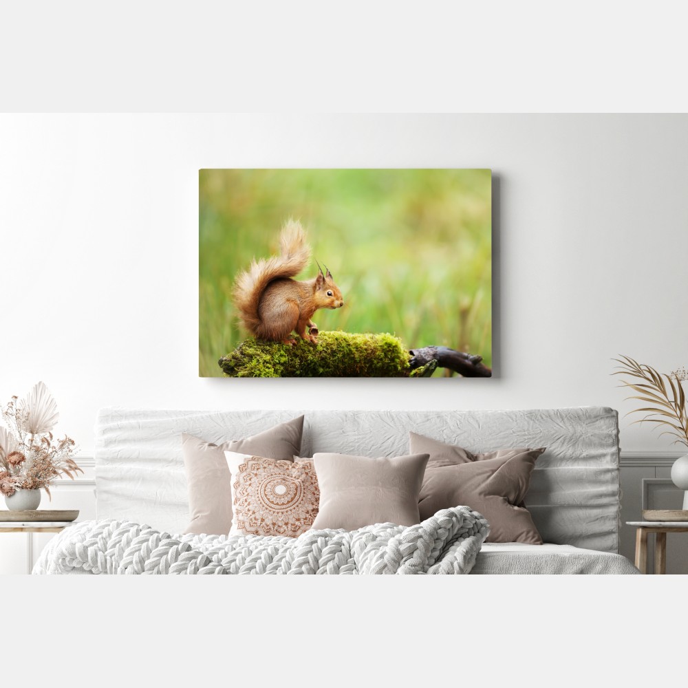 Leinwandbild rotes eichhörnchen auf moosigem stamm – Wallnifity® Leinwandbild rotes eichhörnchen auf moosigem stamm – Wallnifity®