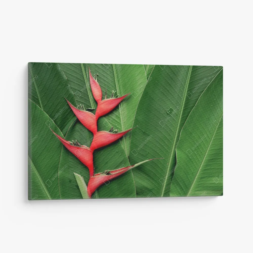 Leinwandbild leuchtende heliconia auf tropischen blättern – Wallnifity® Leinwandbild leuchtende heliconia auf tropischen blättern – Wallnifity®