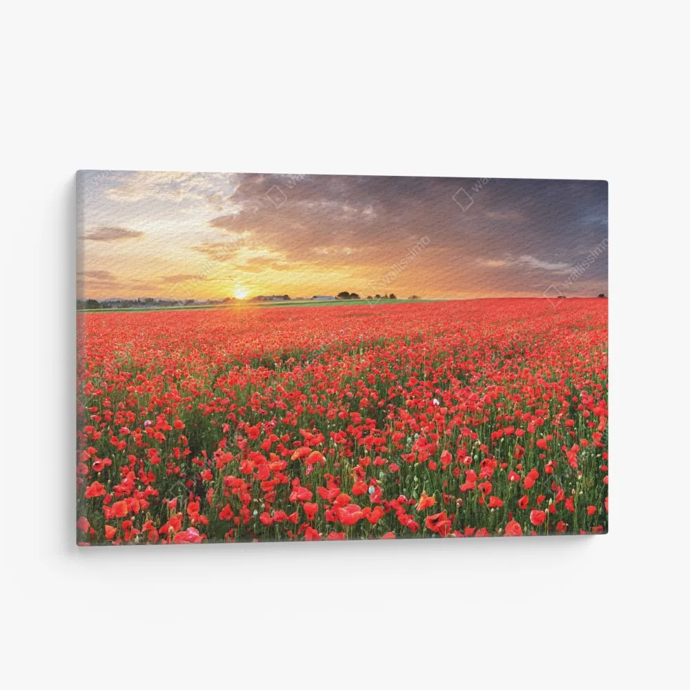 Leinwandbild mohnfeld im sonnenuntergang – Wallnifity® Leinwandbild mohnfeld im sonnenuntergang – Wallnifity®