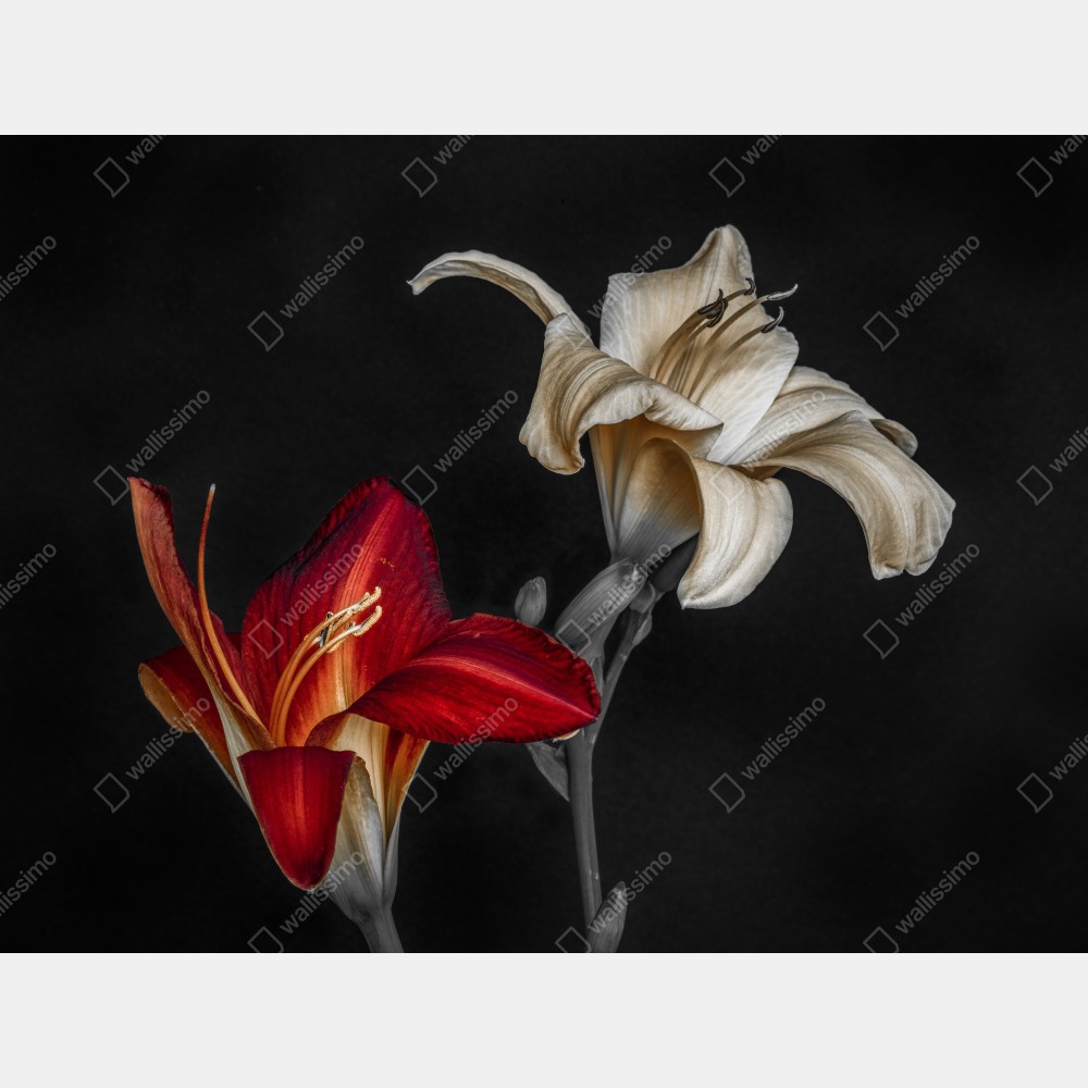 Leinwandbild dramatische rote und cremefarbene lilien auf schwarzem hintergrund – Wallnifity® Leinwandbild dramatische rote und cremefarbene lilien auf schwarzem hintergrund – Wallnifity®