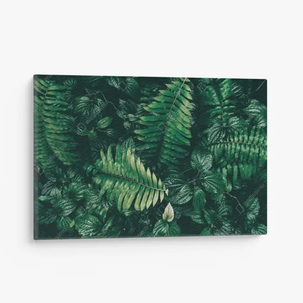 Leinwandbild weiße rose vor schwarzem hintergrund – Wallnifity®