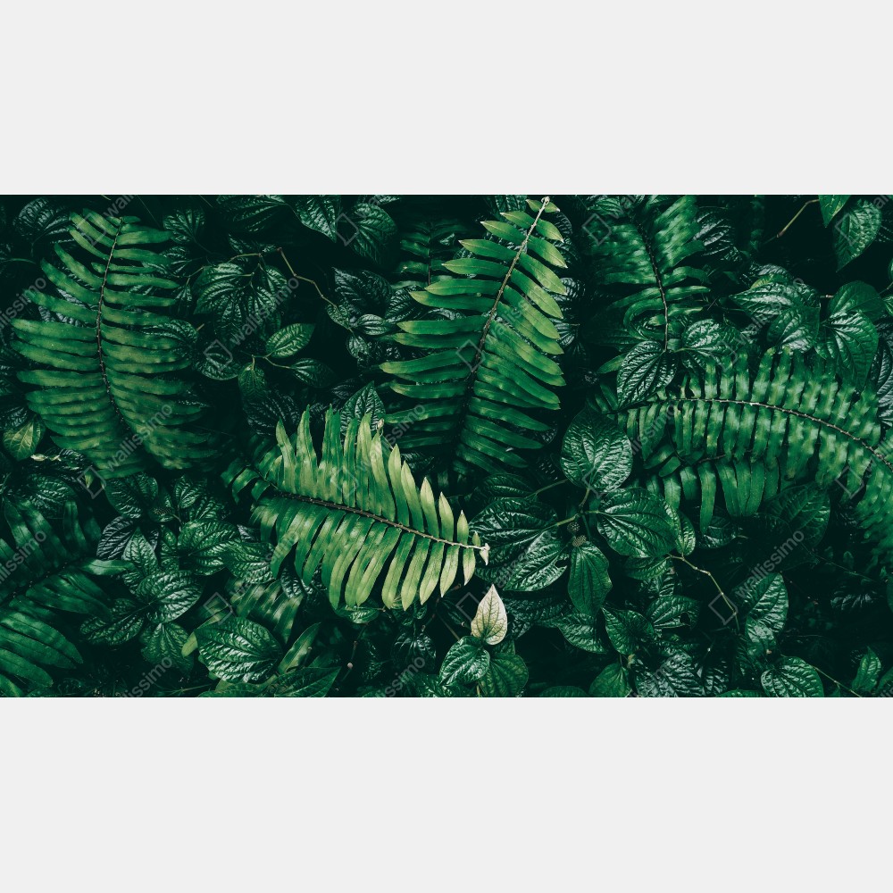 Leinwandbild üppige tropische blätter – Wallnifity® Leinwandbild üppige tropische blätter – Wallnifity®