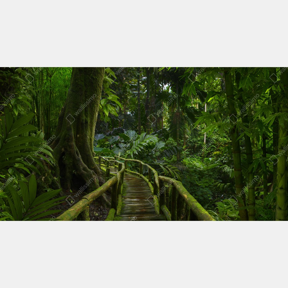 Leinwandbild ruhiger dschungelsteg durch üppigen regenwald – Wallnifity® Leinwandbild ruhiger dschungelsteg durch üppigen regenwald – Wallnifity®