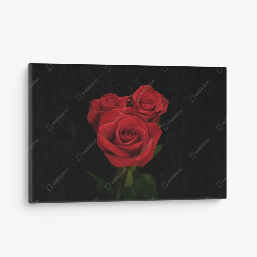 Leinwandbild rote rosen vor schwarzem hintergrund – Wallnifity® Leinwandbild rote rosen vor schwarzem hintergrund – Wallnifity®