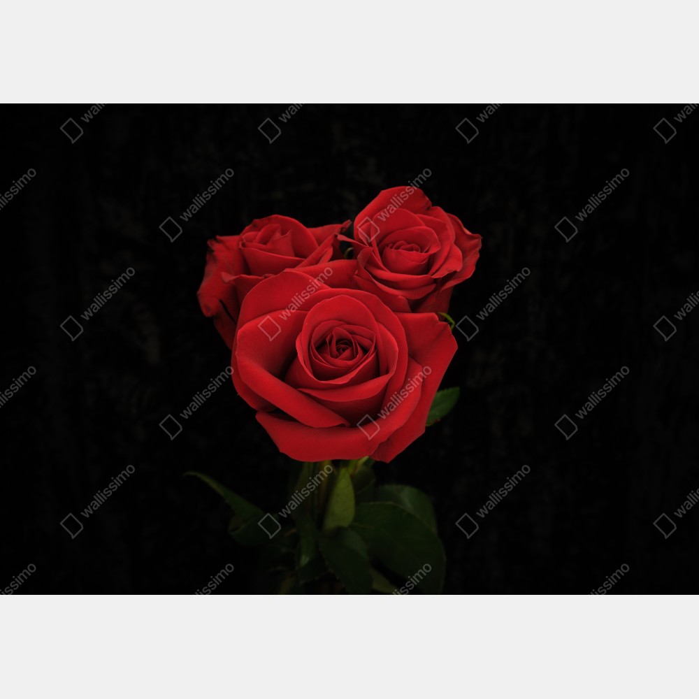 Leinwandbild rote rosen vor schwarzem hintergrund – Wallnifity® Leinwandbild rote rosen vor schwarzem hintergrund – Wallnifity®