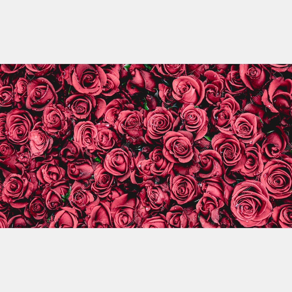 Leinwandbild pralle rote rosen wandbild – Wallnifity® Leinwandbild pralle rote rosen wandbild – Wallnifity®