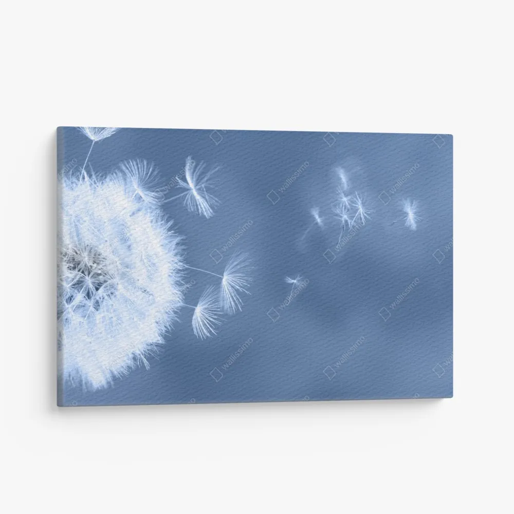 Leinwandbild zarte löwenzahnsamen in blau – Wallnifity® Leinwandbild zarte löwenzahnsamen in blau – Wallnifity®