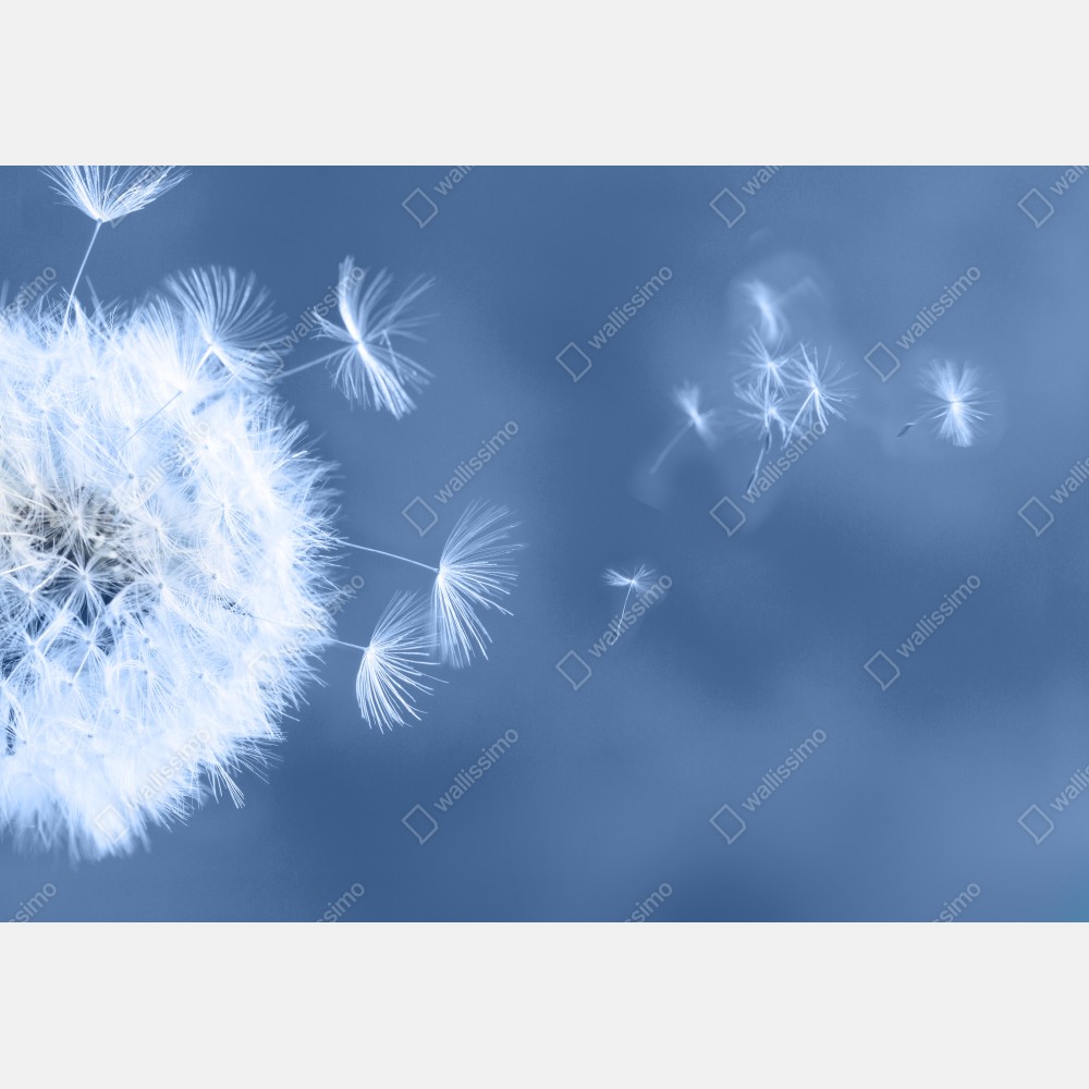 Leinwandbild zarte löwenzahnsamen in blau – Wallnifity® Leinwandbild zarte löwenzahnsamen in blau – Wallnifity®