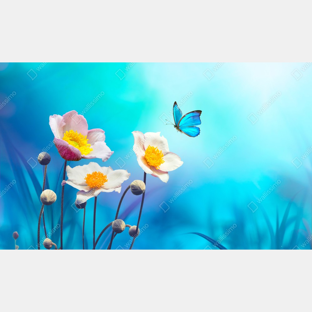 Leinwandbild zarte rosa anemonen und blauer schmetterling – Wallnifity® Leinwandbild zarte rosa anemonen und blauer schmetterling – Wallnifity®