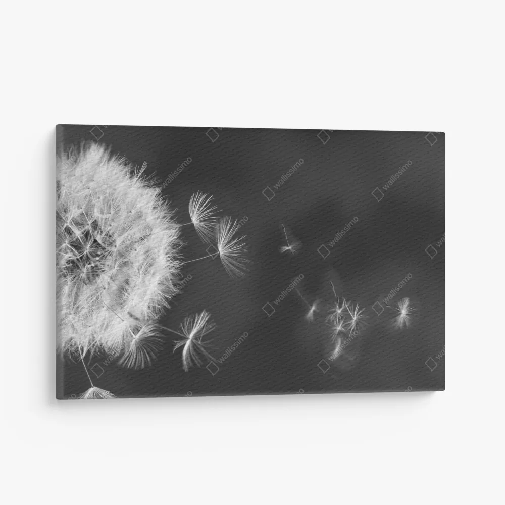 Leinwandbild schwebende löwenzahnsamen – Wallnifity® Leinwandbild schwebende löwenzahnsamen – Wallnifity®