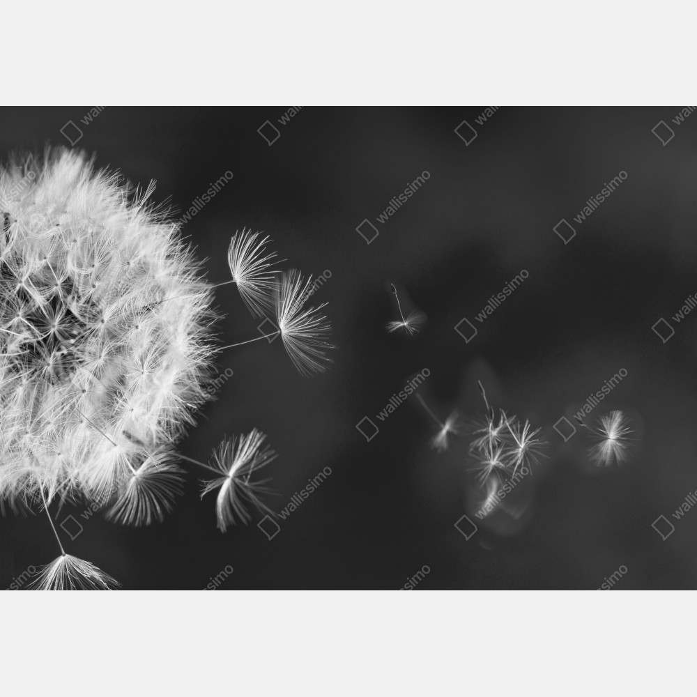Leinwandbild schwebende löwenzahnsamen – Wallnifity® Leinwandbild schwebende löwenzahnsamen – Wallnifity®